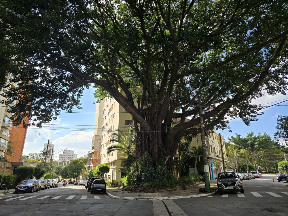 Praça ou rua arborizada do Parque da Mooca, a poucos metros do estúdio