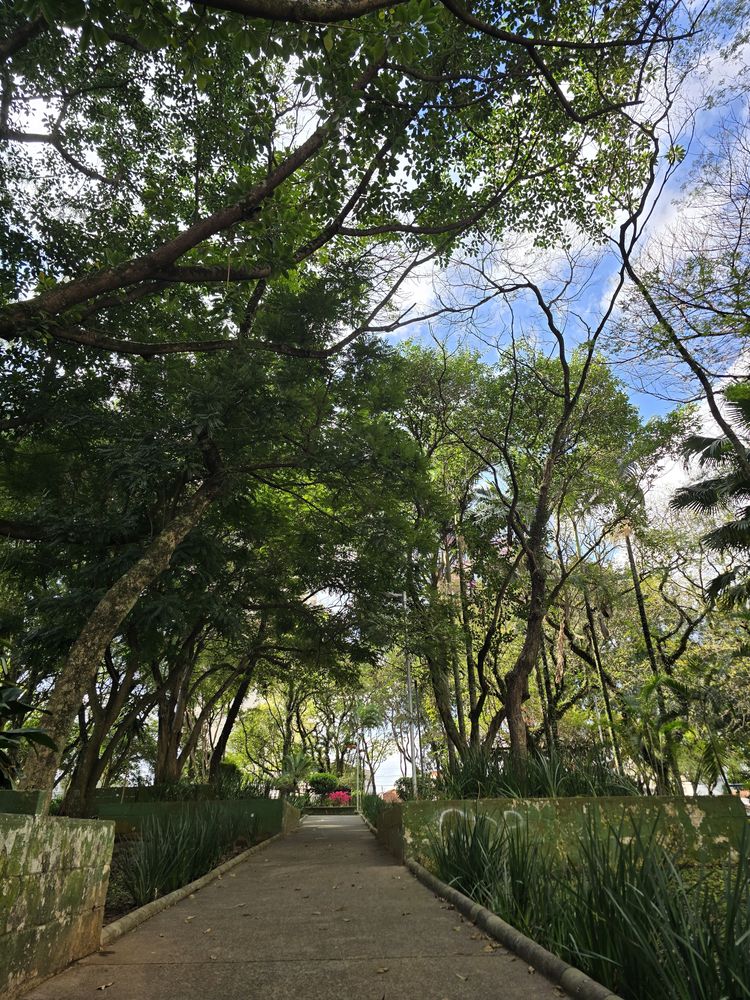 Praça ou rua arborizada do Parque da Mooca, a poucos metros do estúdio