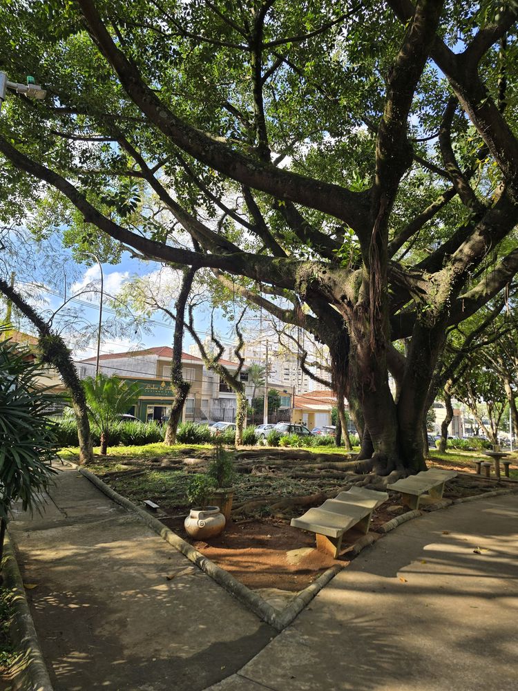 Praça ou rua arborizada do Parque da Mooca, a poucos metros do estúdio