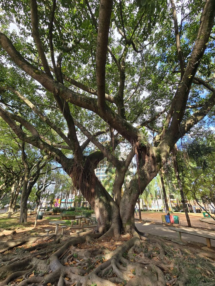 Praça ou rua arborizada do Parque da Mooca, a poucos metros do estúdio