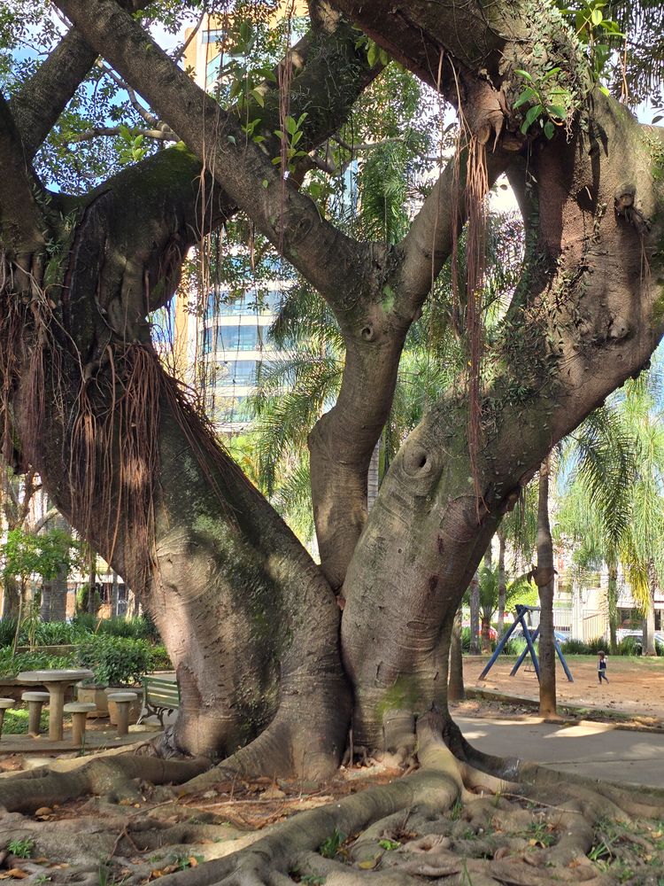 Praça ou rua arborizada do Parque da Mooca, a poucos metros do estúdio