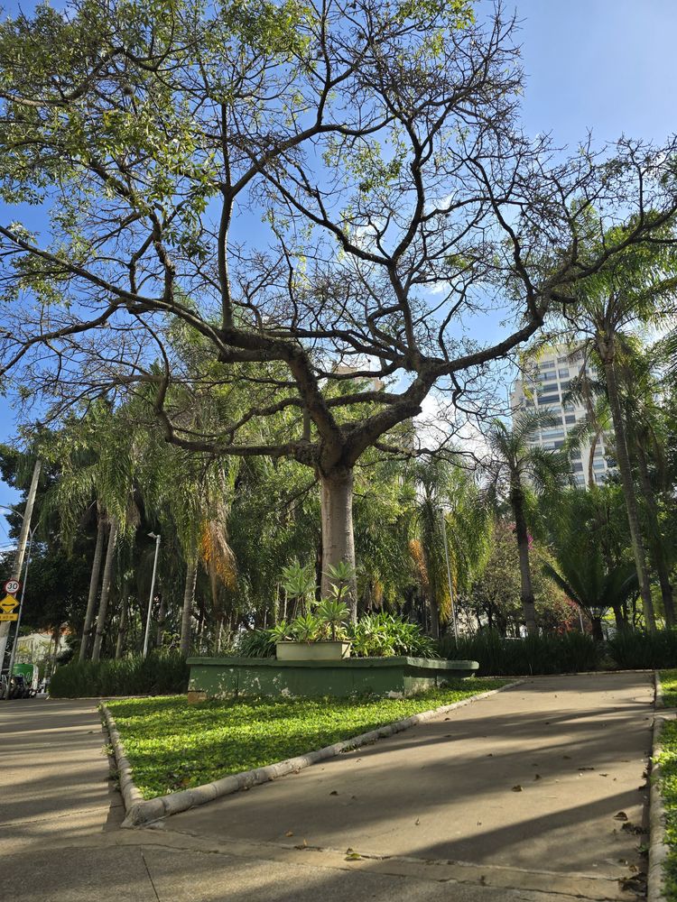 Praça ou rua arborizada do Parque da Mooca, a poucos metros do estúdio