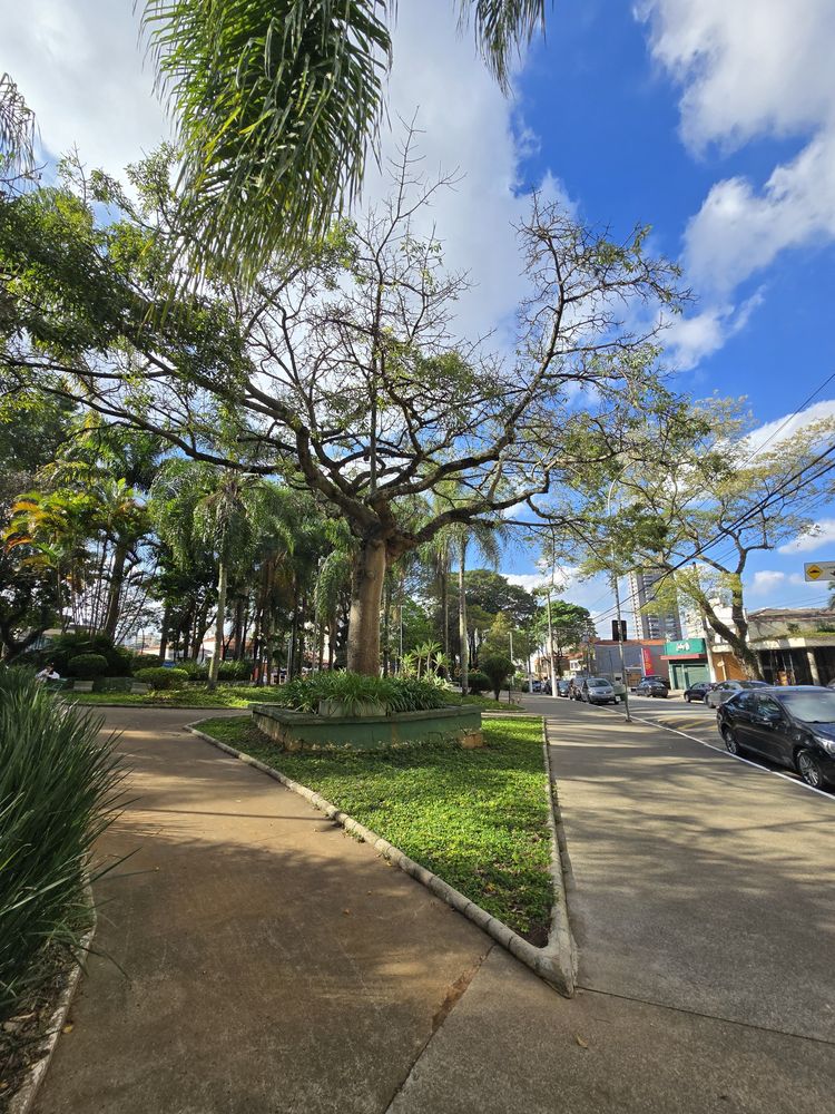 Praça ou rua arborizada do Parque da Mooca, a poucos metros do estúdio